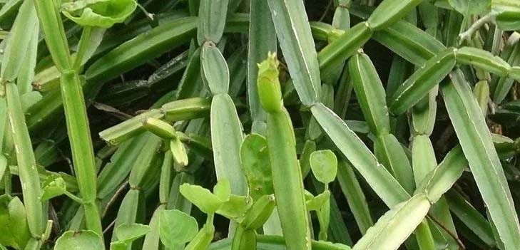 Winged Treebine